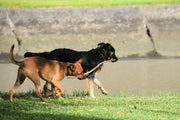 Lipomas in Dogs and Pain: Should I worry about my dog being in pain?