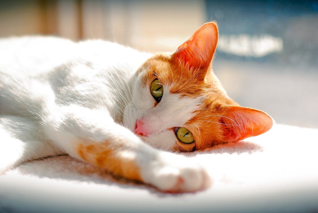 Japanese Bobtail Cat: What You Need to Know About Owning a “Lucky Cat"
