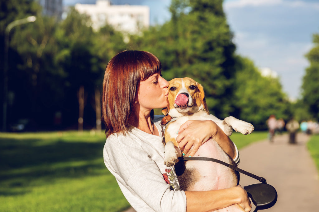 How to Spot Beagle Health Issues