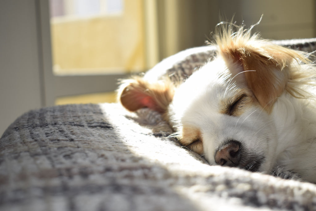 Lonely Dog: Here's How You Can Help