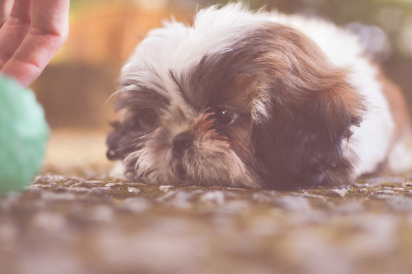 Shih Tzu Bath: Everything You Need to Know