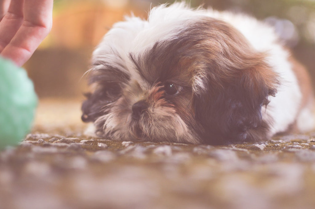 Shih Tzu Bath: Everything You Need to Know