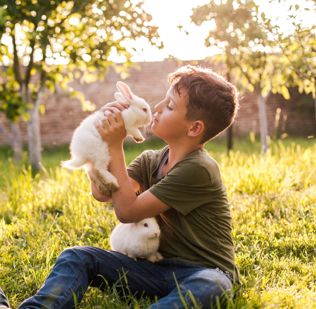 How to Care for a Rabbit at Home