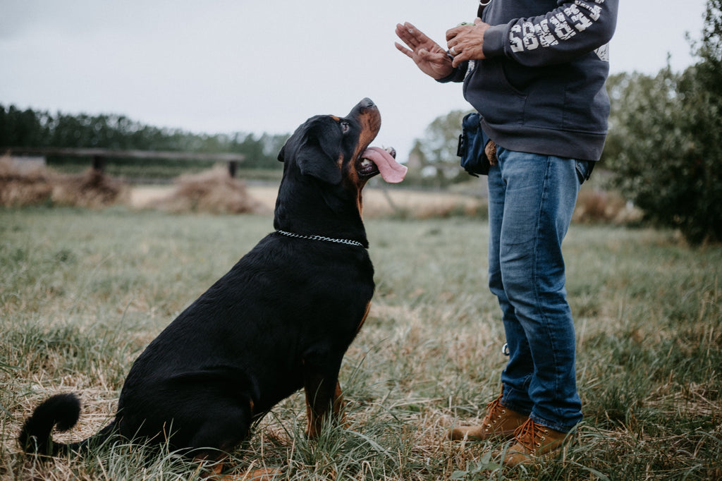 Do You Want an Intelligent Dog? Rottweilers are Smart!