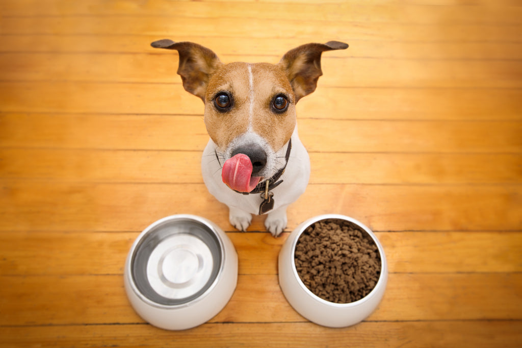 Three Reasons You Need A High-Tech Smart Pet Feeder