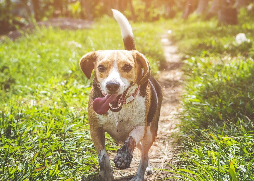 How Long Do Beagles Live?