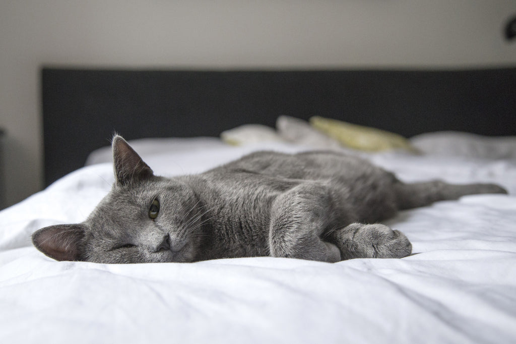 Best Diet for Senior Cats: Changes That You Need to Know