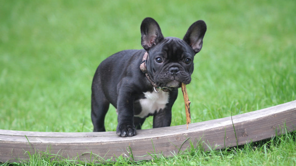 Lovely Bulldogs: What's to Love and What's to Hate