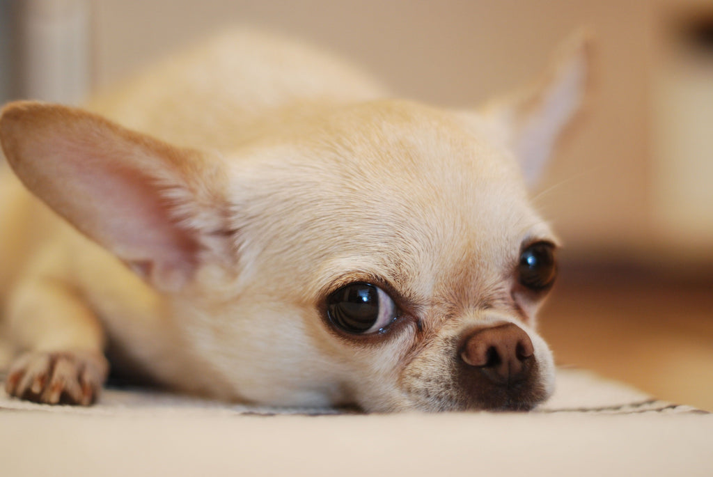 Are Chihuahuas Good Pets?