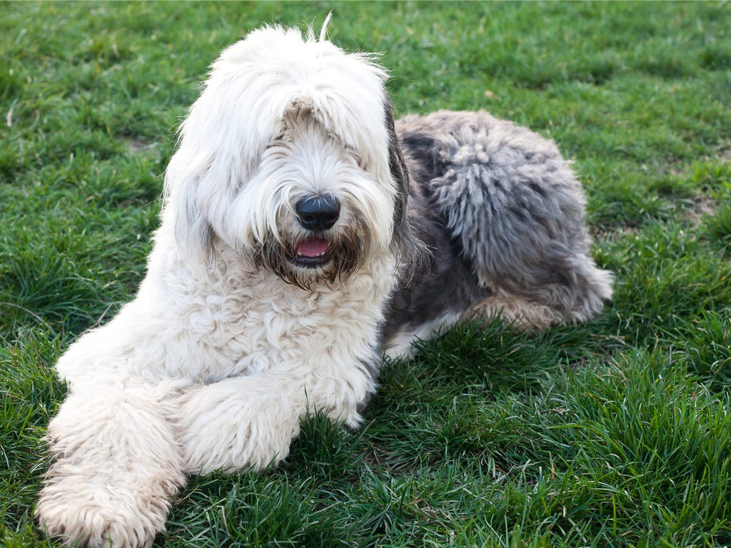 Most Common Shaggy Dog Breeds
