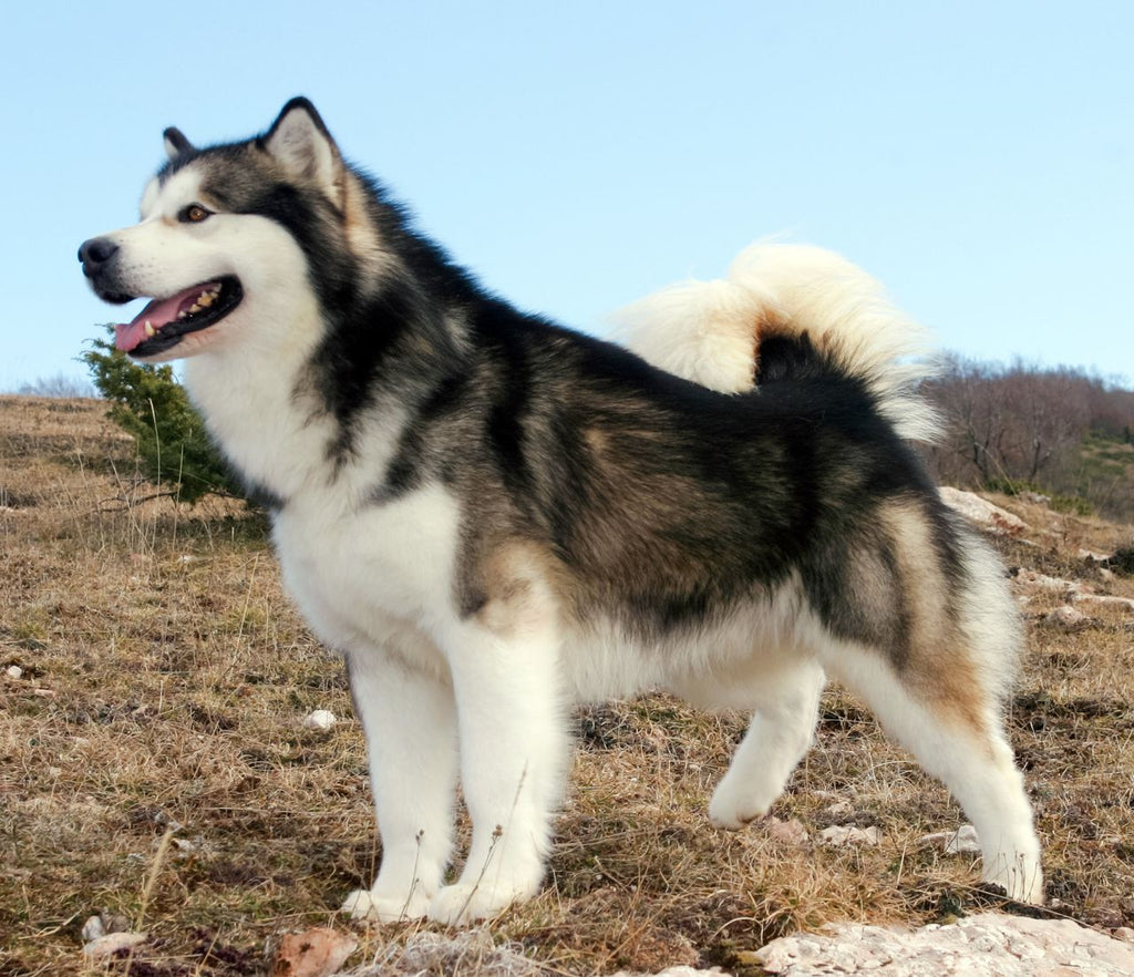 Tips to Increase an Alaskan Malamute Lifespan