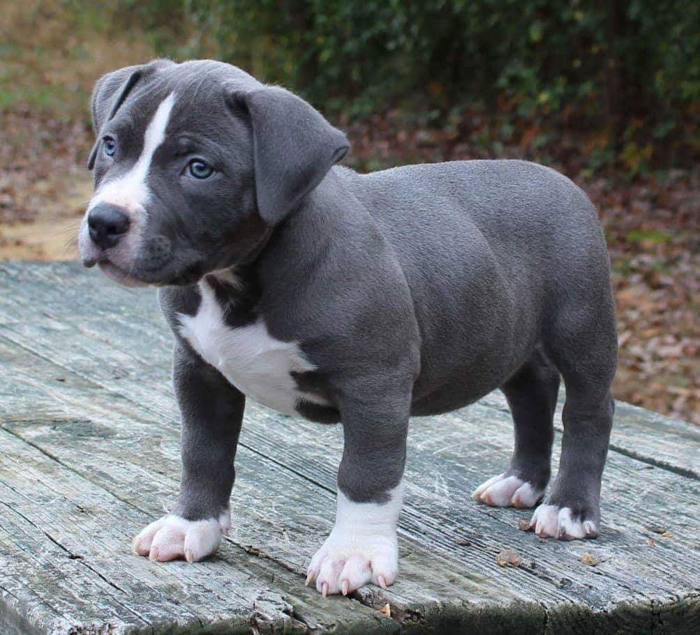 American Pitbull Puppies: Get to Know this Misunderstood Breed