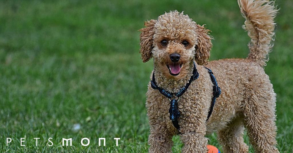 Learn About the Different Poodle Sizes Today
