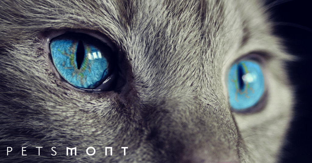 You Need To See These 3 Best Grey Cat Breeds