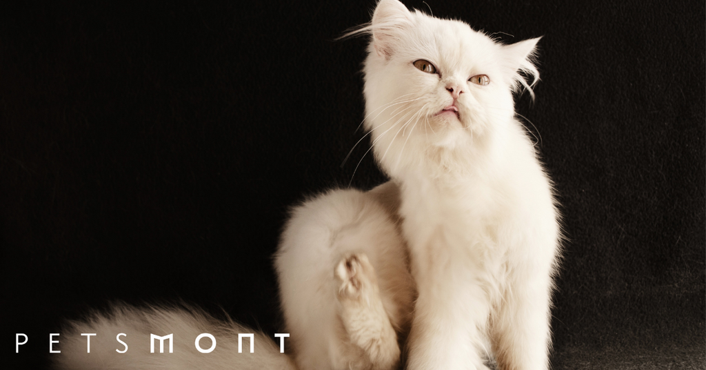 Best Flea Treatment For Cats: 3 Options For Your Feline
