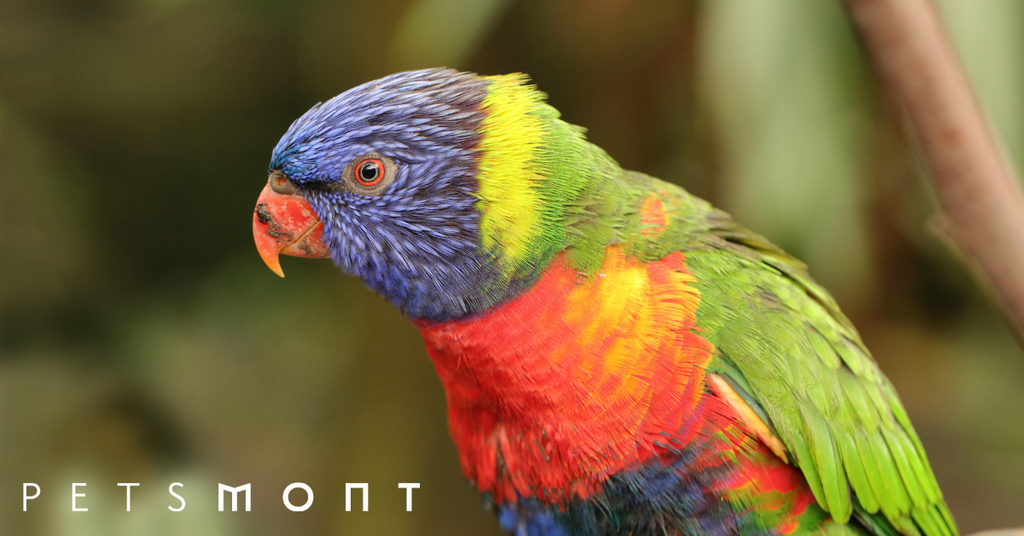Lorikeet Lifespan: What to Know Before Adopting