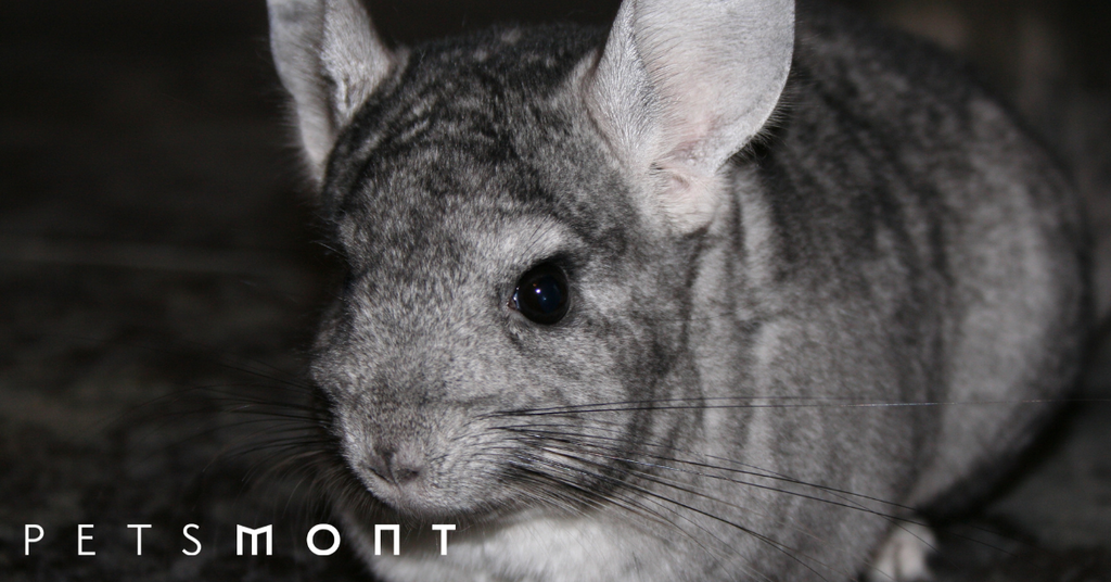 Top Ways to Improve the Chinchilla Lifespan