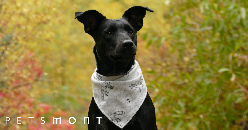 What You Need to Know About Hiking with Dogs