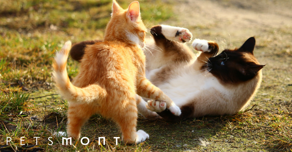 Was Your Cat In A Fight? Try These 3 Holistic Treatments