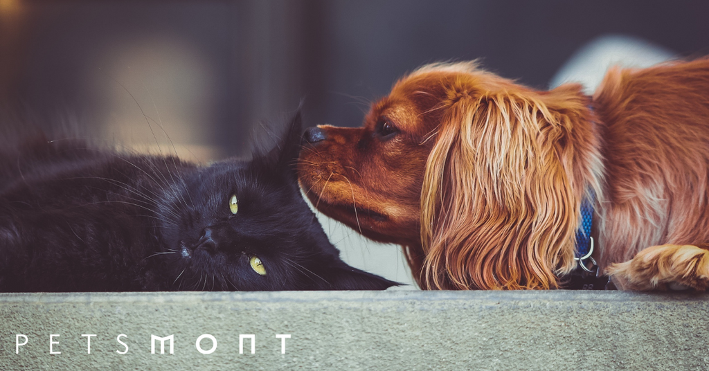 Here Are the 5 Best Types of Pets