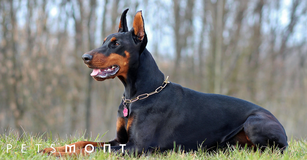 Best Tips When Caring for a Doberman Pinscher