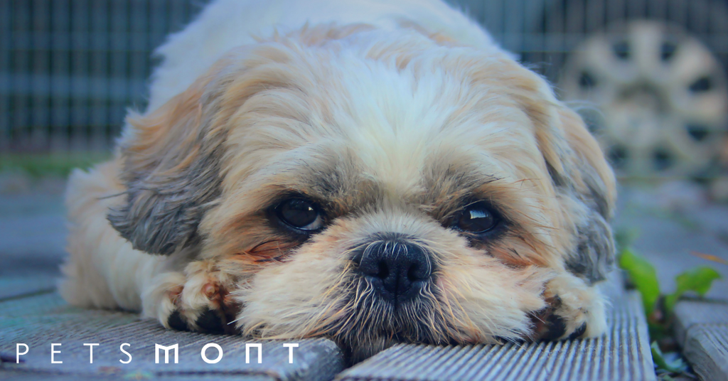 Best Companion Dog Breeds for Anyone