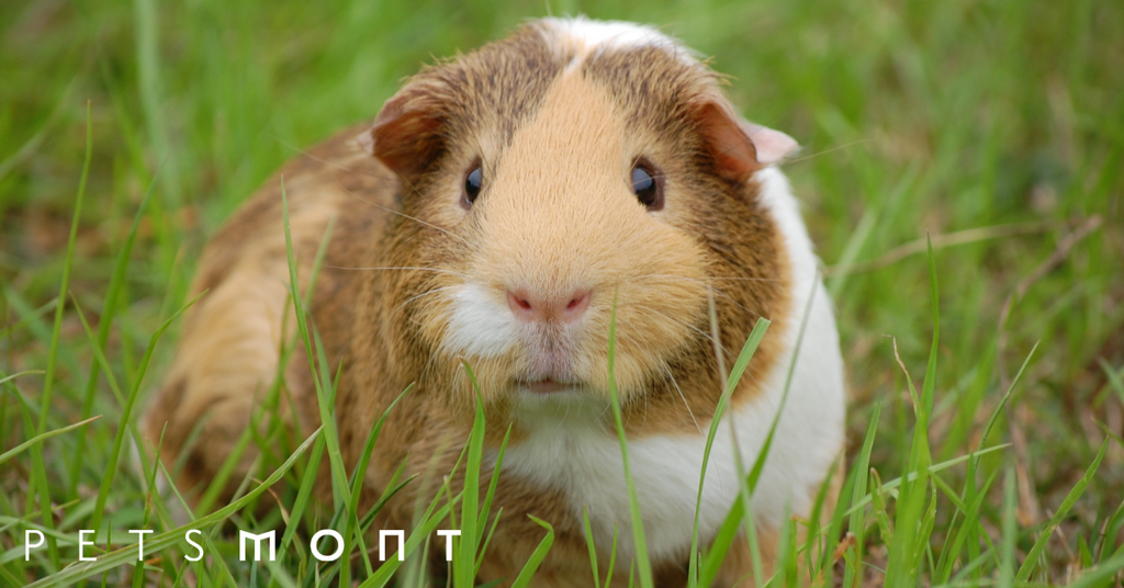 Best Ways to Improve the Guinea Pig Lifespan