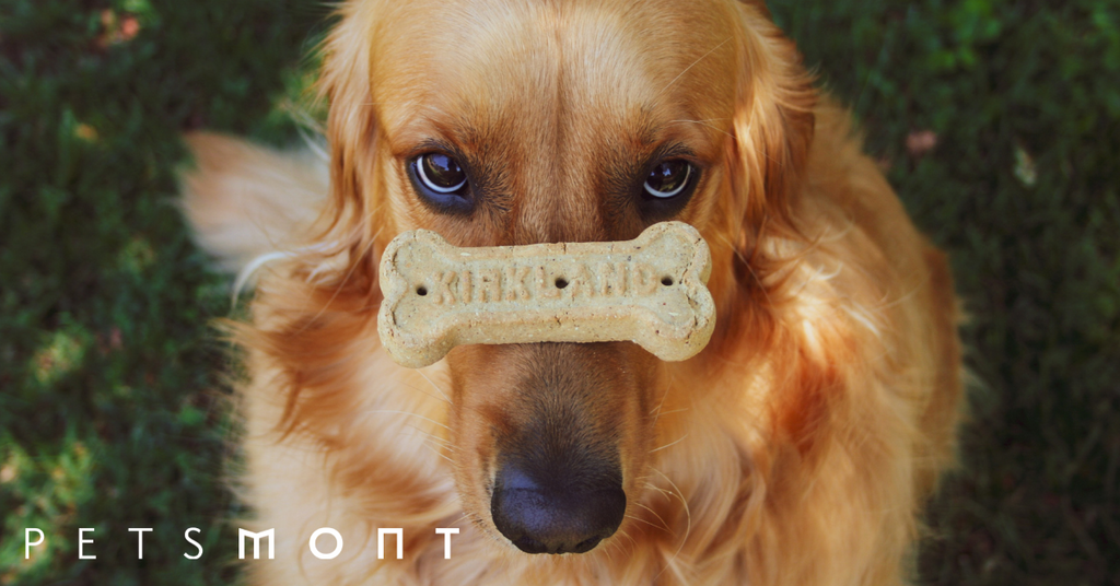 Here Are The 5 Best Tricks To Teach Your Dog