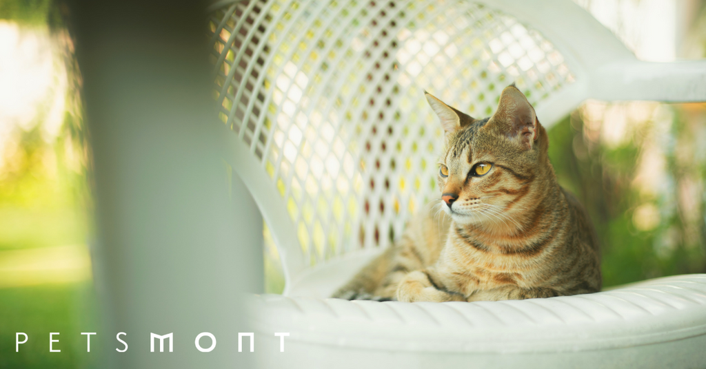 Benefits of Owning a Cat: Why it's Good for You