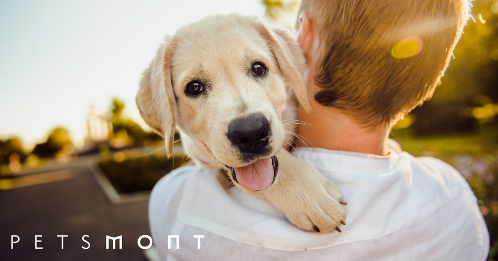 Types of Retriever Dog Breeds