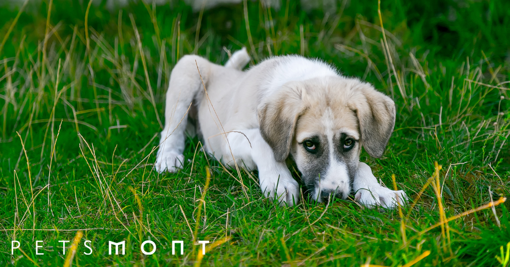 Canine Distemper: Know These Important Facts