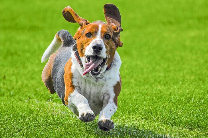 Dog Recall Exercises