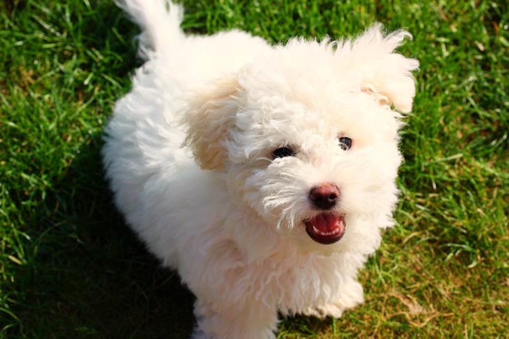 Caring for a Bolognese Puppy: What to Know