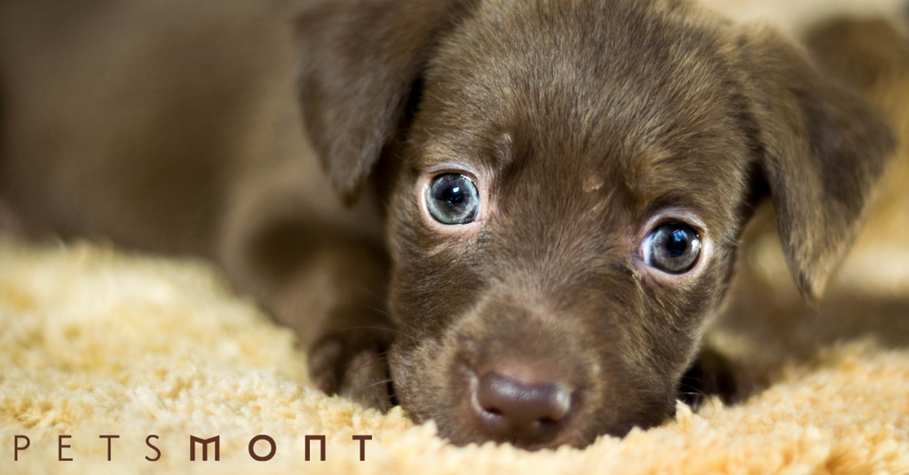 Process of Animal Shelter Adoption