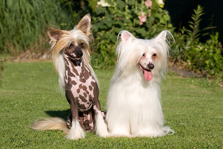 Hairless Dog Breeds: Everything You Need to Know