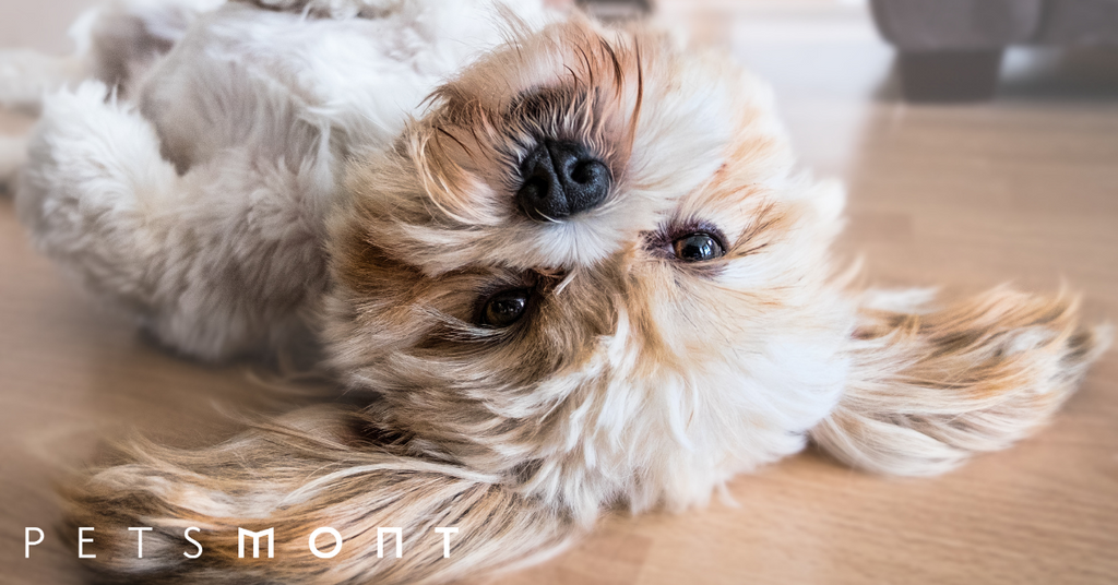 Everything You Need to Know About the Lhasa Apso Dog