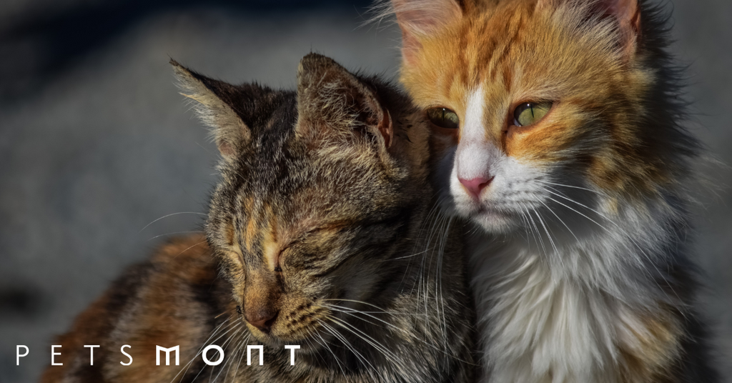 Heartworm in Cats: What You Need to Know to Protect Your Cat