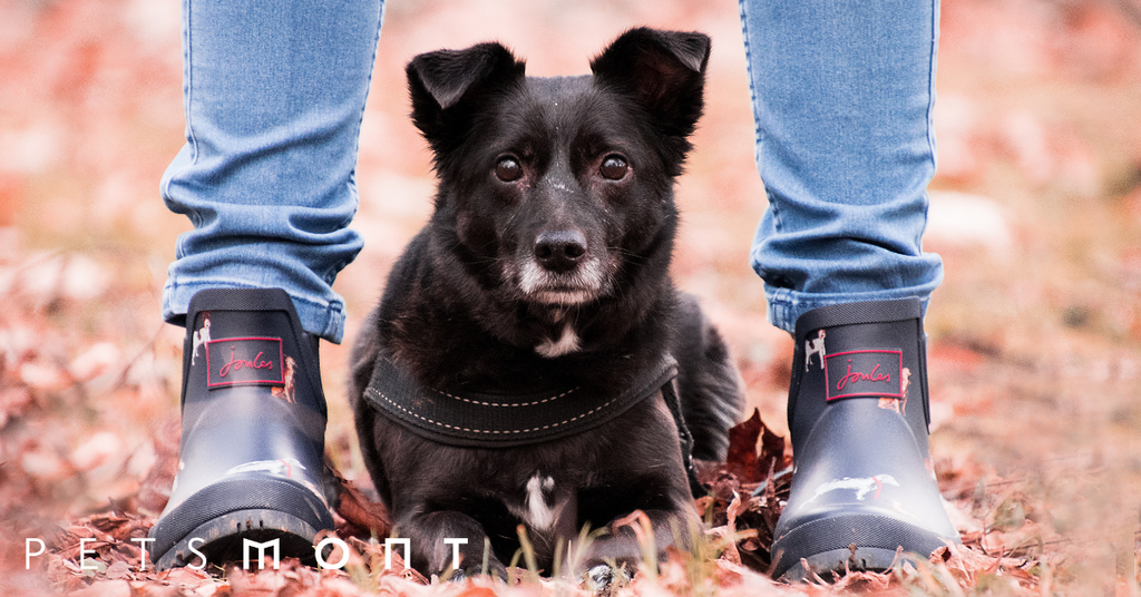 Benefits of Having a Pet: Science Says Your Life Will Be More Blissful