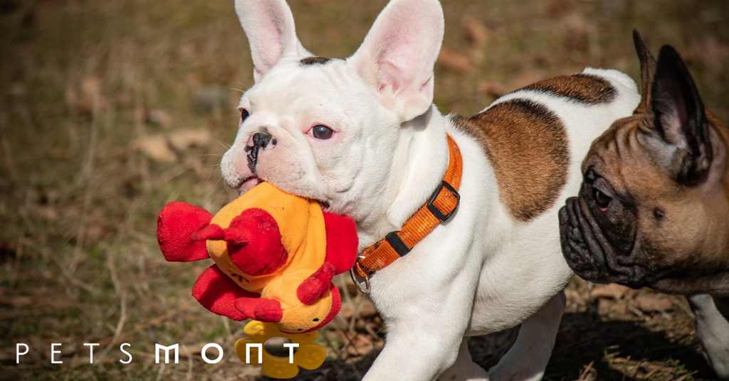 5 Puppy Chew Toys You Need to Know