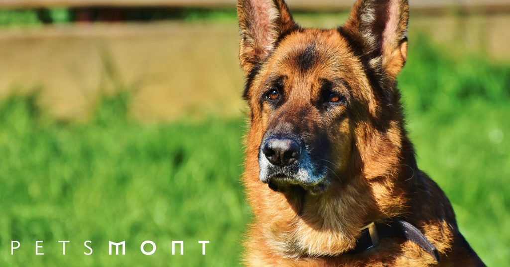 Best Guard Dogs for Families