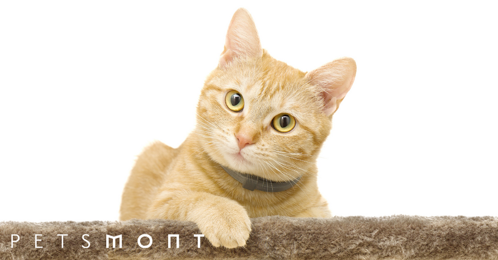 Happy Cat: Keeping Your Feline Buddy Contented