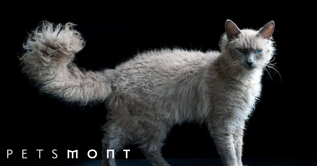Do You Want a Curly Haired Cat? Here's How to Get One