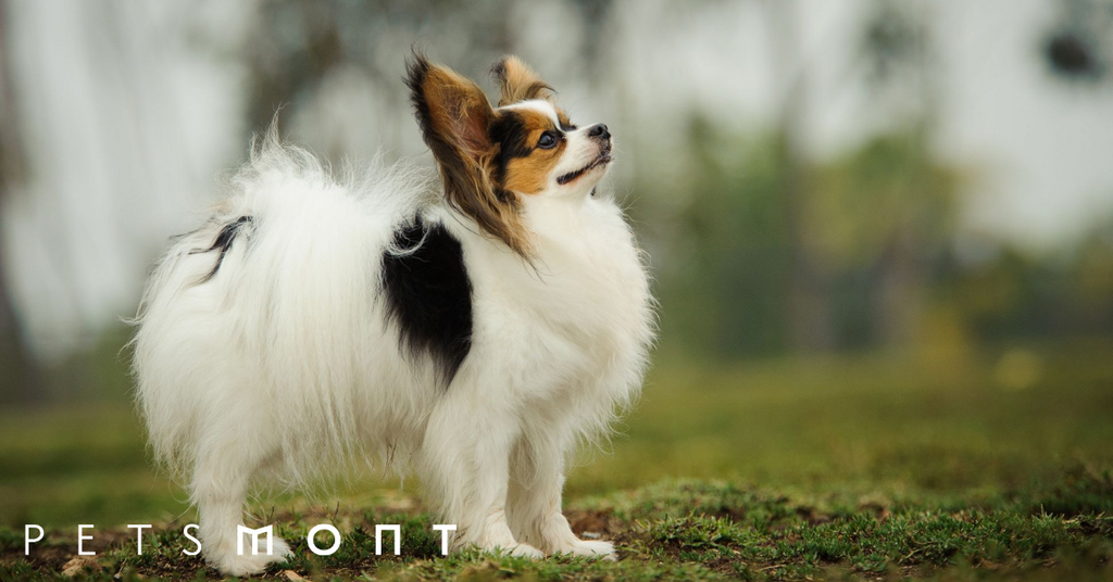 Everything You Need to Know about Papillon Puppies