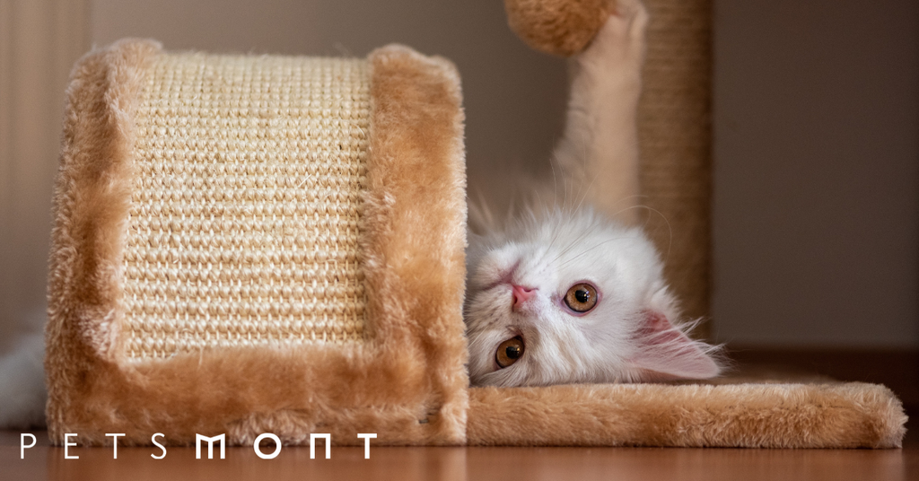 Here Are the Best Cat Toys for Your Feline Buddy