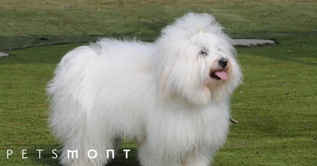 Everything You Need to Know About the Coton de Tulear