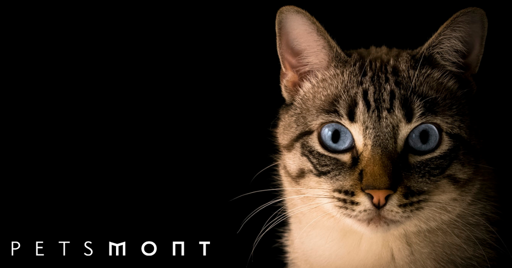7 Cat Vaccinations You Need to Know