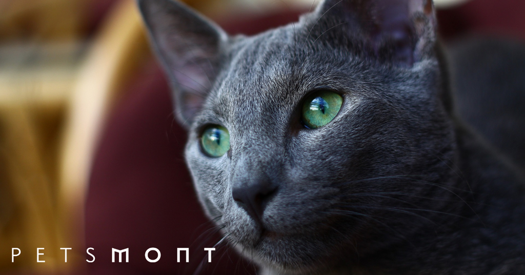 What You Need to Know About Russian Blue Kittens
