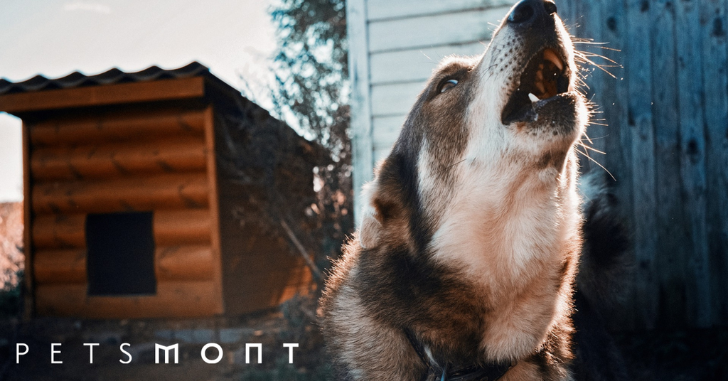 Signs of Rabies in Dogs