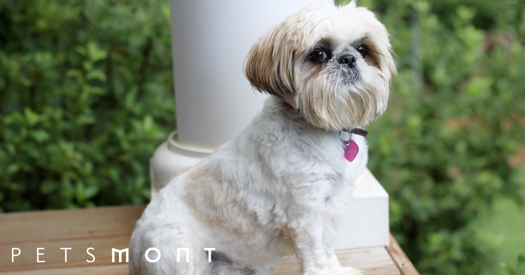 All You Need to Know About Bathing and Grooming Your Shih Tzu