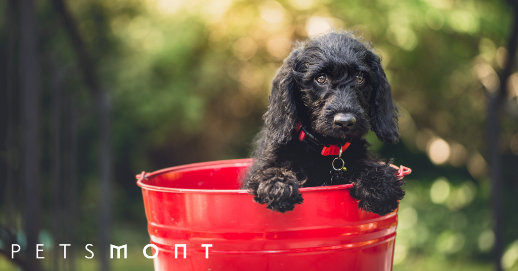 Mental Health Benefits of Pets: Why Owning a Dog is Good for You